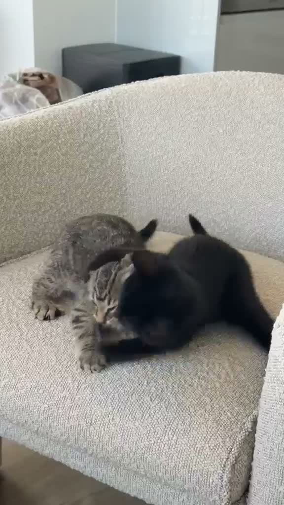 Bengal cats for sale: COCO&CHURRO - Video 1