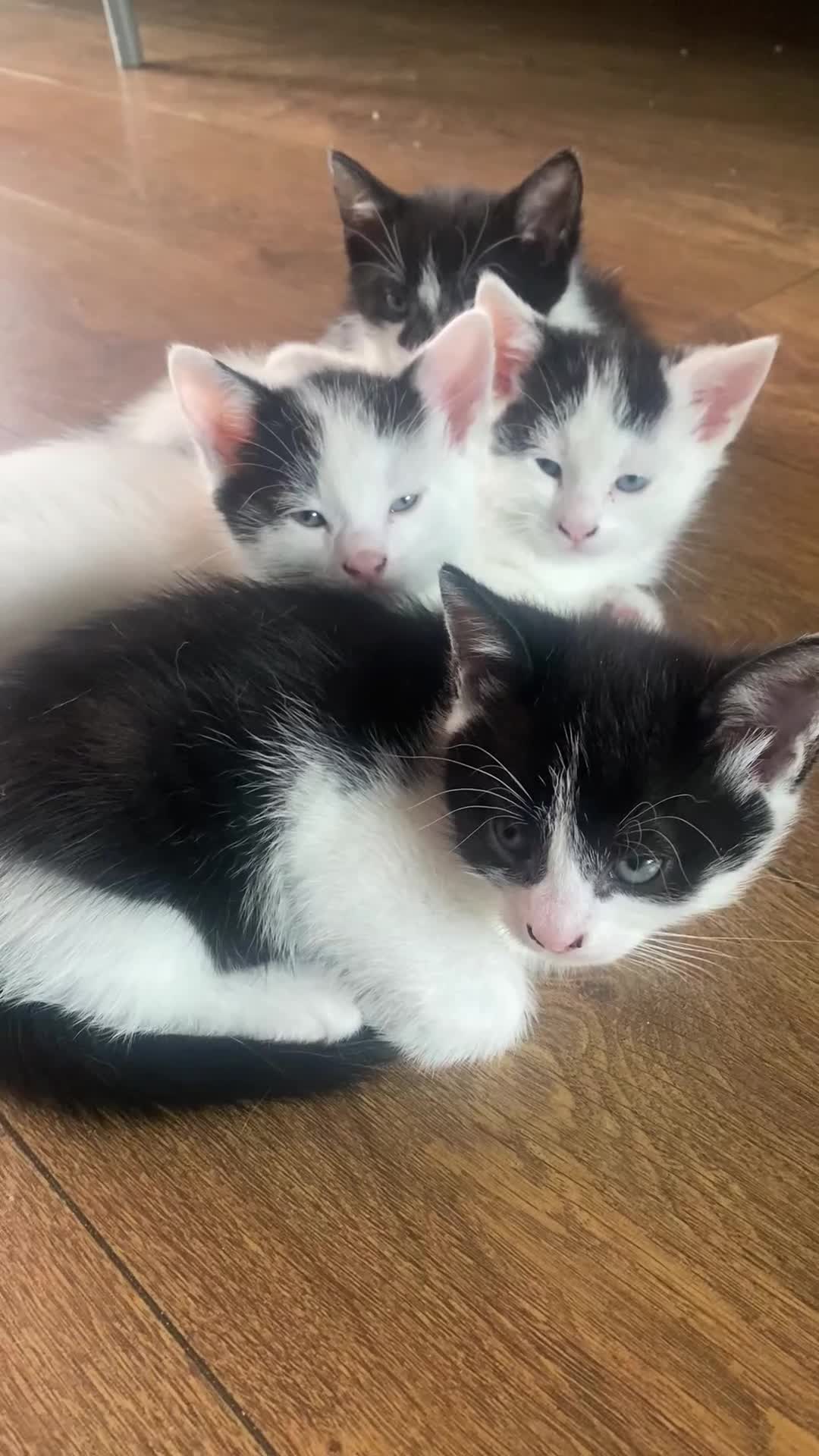 Domestic Shorthair cats for sale: Luna, Snow, Minx & Oreo - 10 Weeks old - Video 2