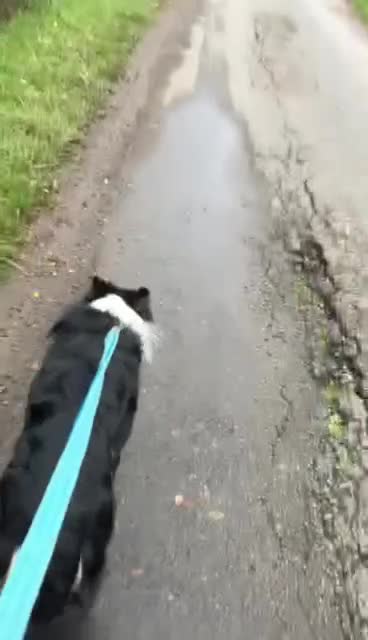 Mixed Breed dogs for adoption: Jessie ❤️ - Video 3