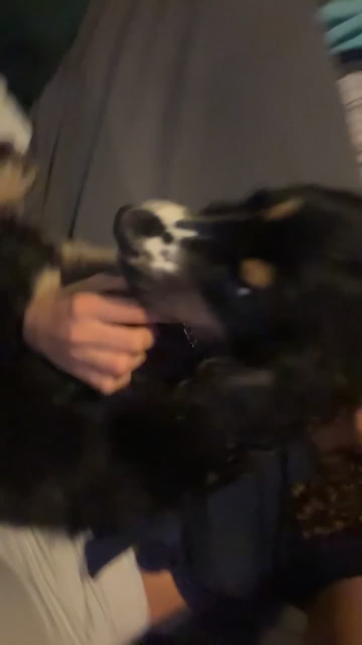 Cocker Spaniel dogs for sale: 🐶 Beautiful show Cocker Spaniel for Sale 🐶 in Scunthorpe - Video 1