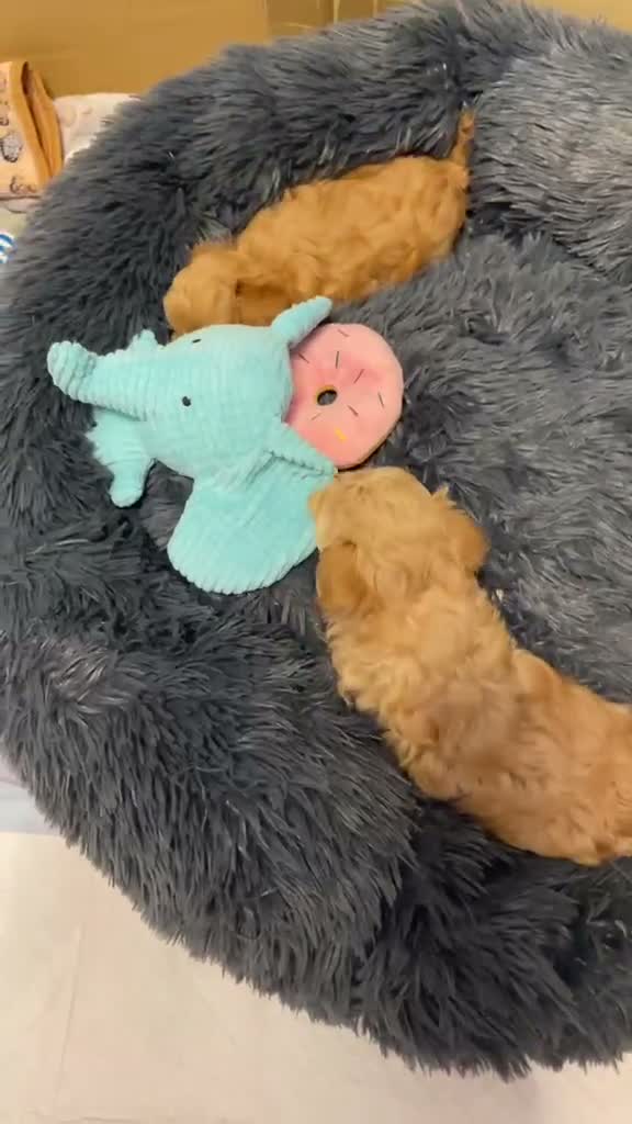 Maltipoo dogs for sale: Beautiful  Maltipoo puppies F1B 🥰 - Video 3