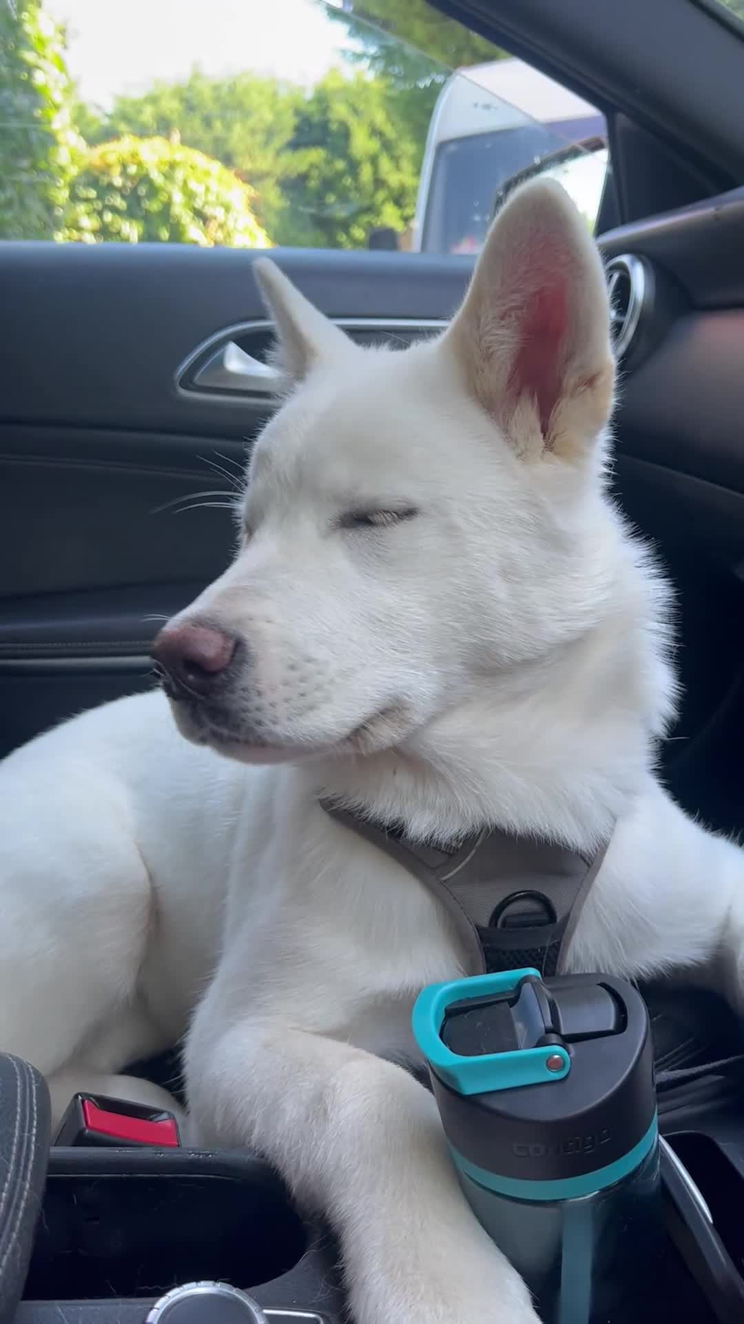 Akita dogs for sale:  2 Beautiful white American Akita female in Wolverhampton - Video 1