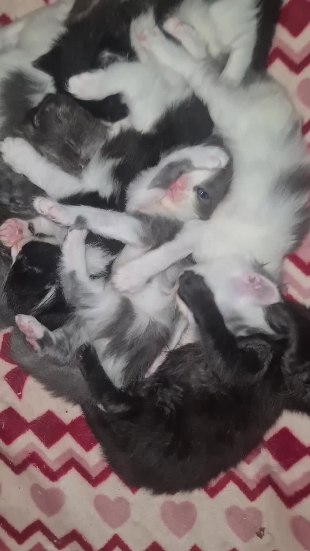 Mixed Breed cats for sale: 6 beautiful kittens  - Video 1