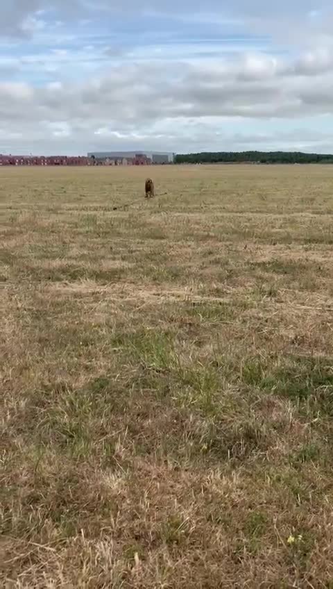 Labradoodle dogs for sale: 10 month old labradoodle for rehoming - Video 1