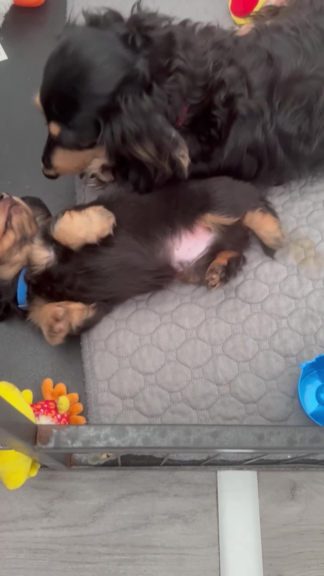 Miniature Dachshund dogs for sale: Stunning long haired miniature dachshund  - Video 1