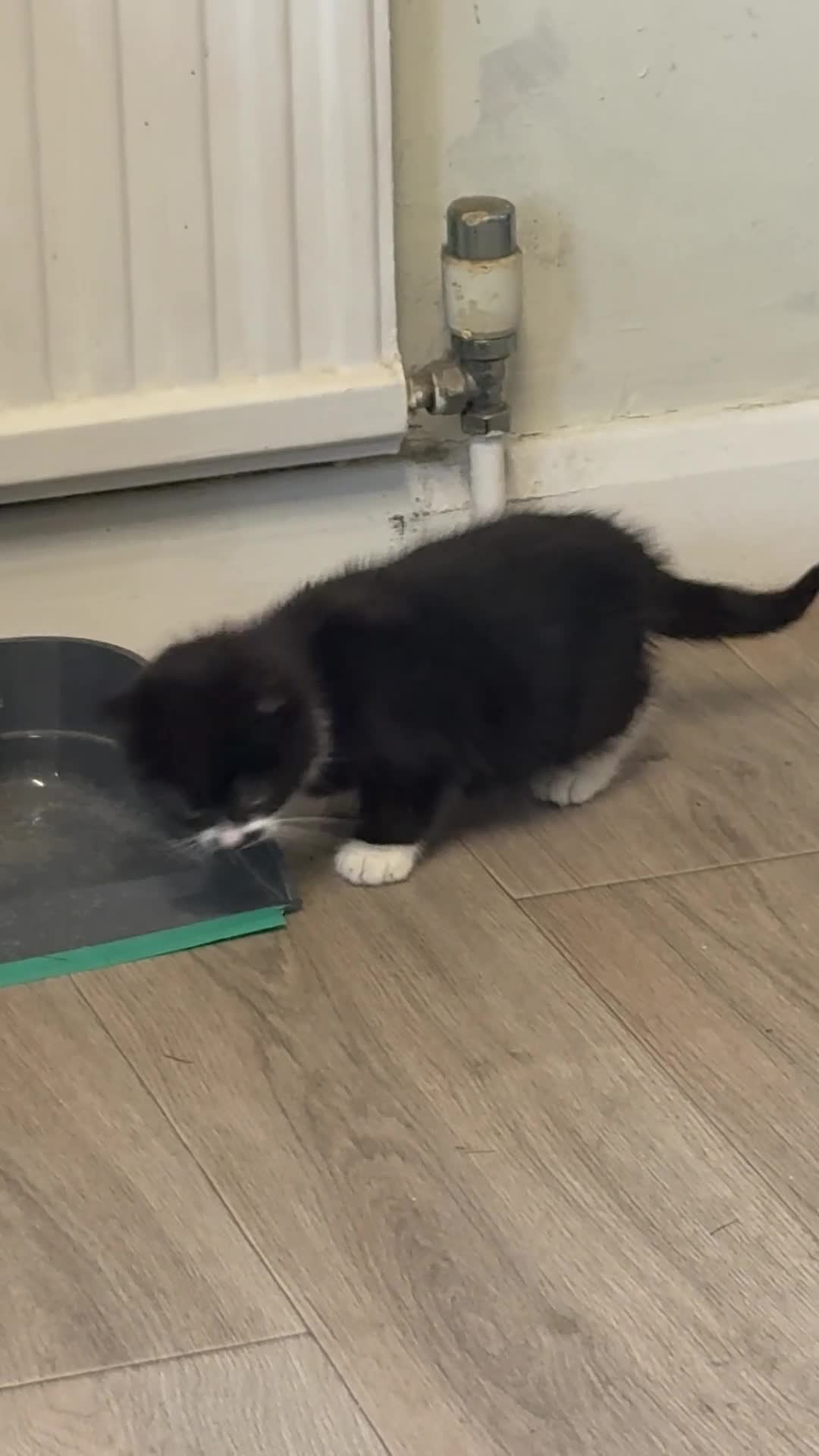 Mixed Breed cats for sale: One little girl ready to leave now - Video 1