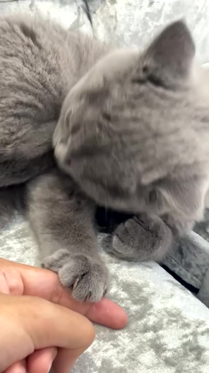 British Shorthair cats for sale: Male Blue British Shorthair Kitten (Available Now) - Video 1