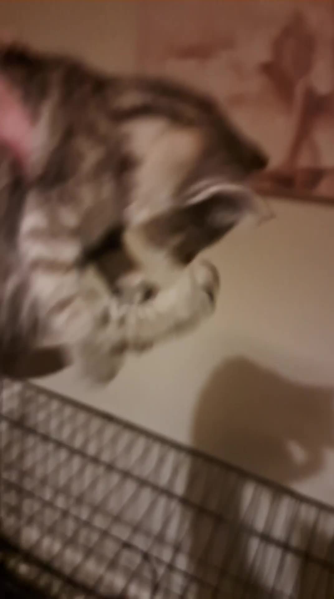Mixed Breed cats for sale: Calico kittens for sale  - Video 2