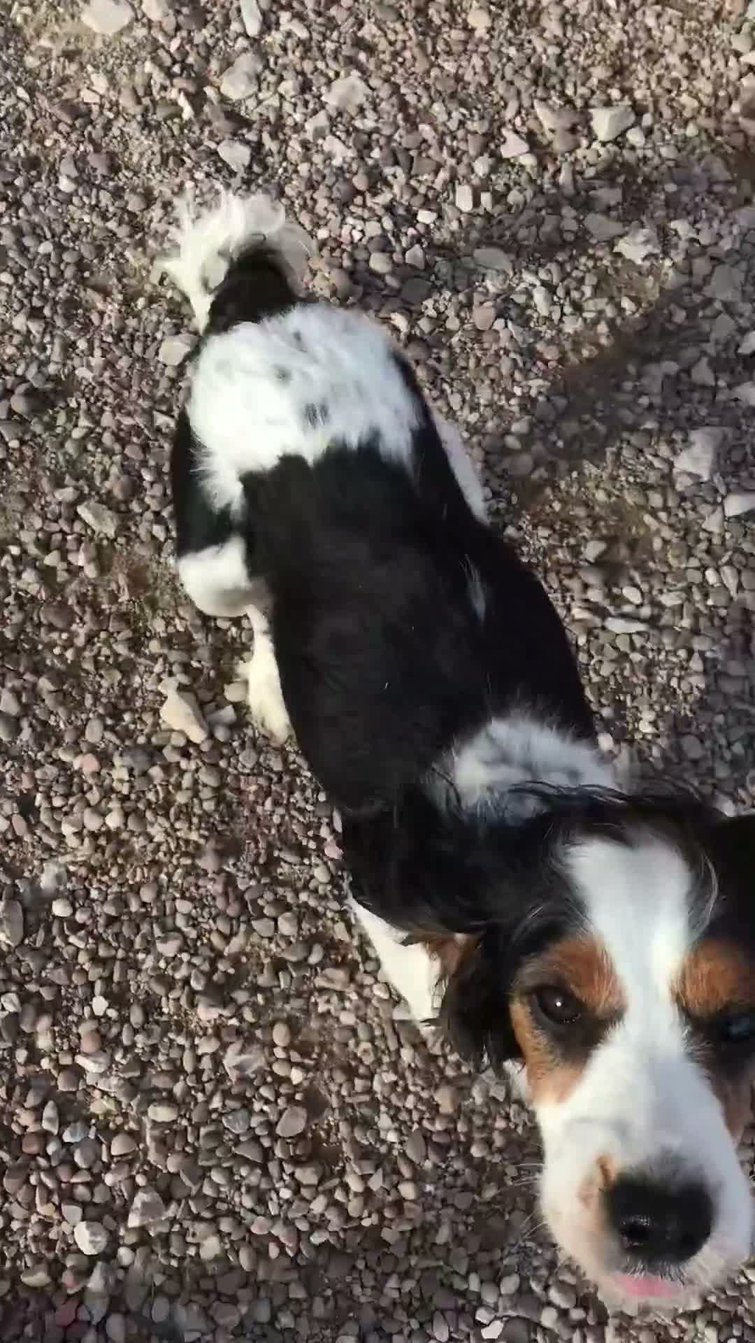 Mixed Breed dogs for sale: Rare Parti Colour CockalierPoos 5* breeder of 25yr - Video 2