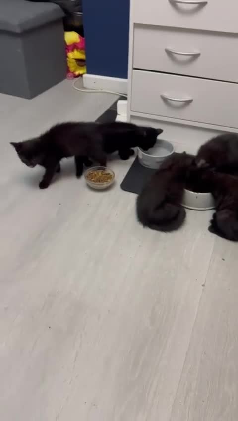 British Shorthair cats for sale: British shorthairs kittens - Video 1