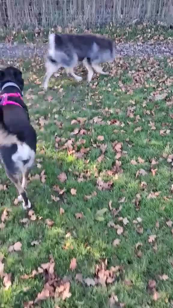 Mixed Breed dogs for adoption: CARA  - Video 3