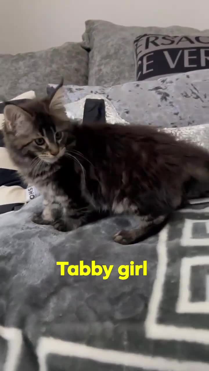 Maine Coon cats for sale: Maincoone kittens  - Video 2