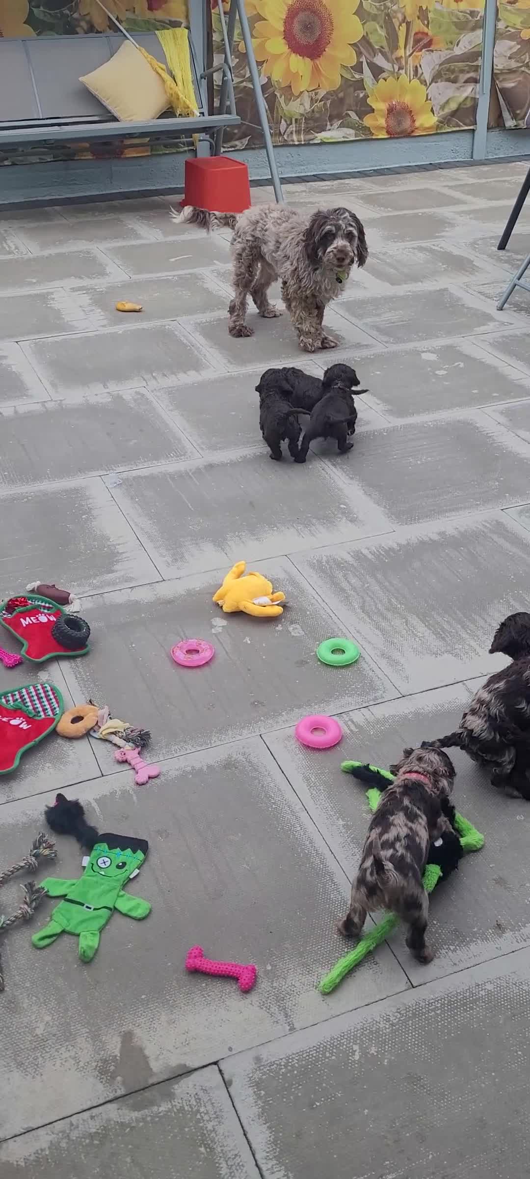 Mixed Breed dogs for sale: CAVAPOO PUPPIES FOR SALE - Video 2