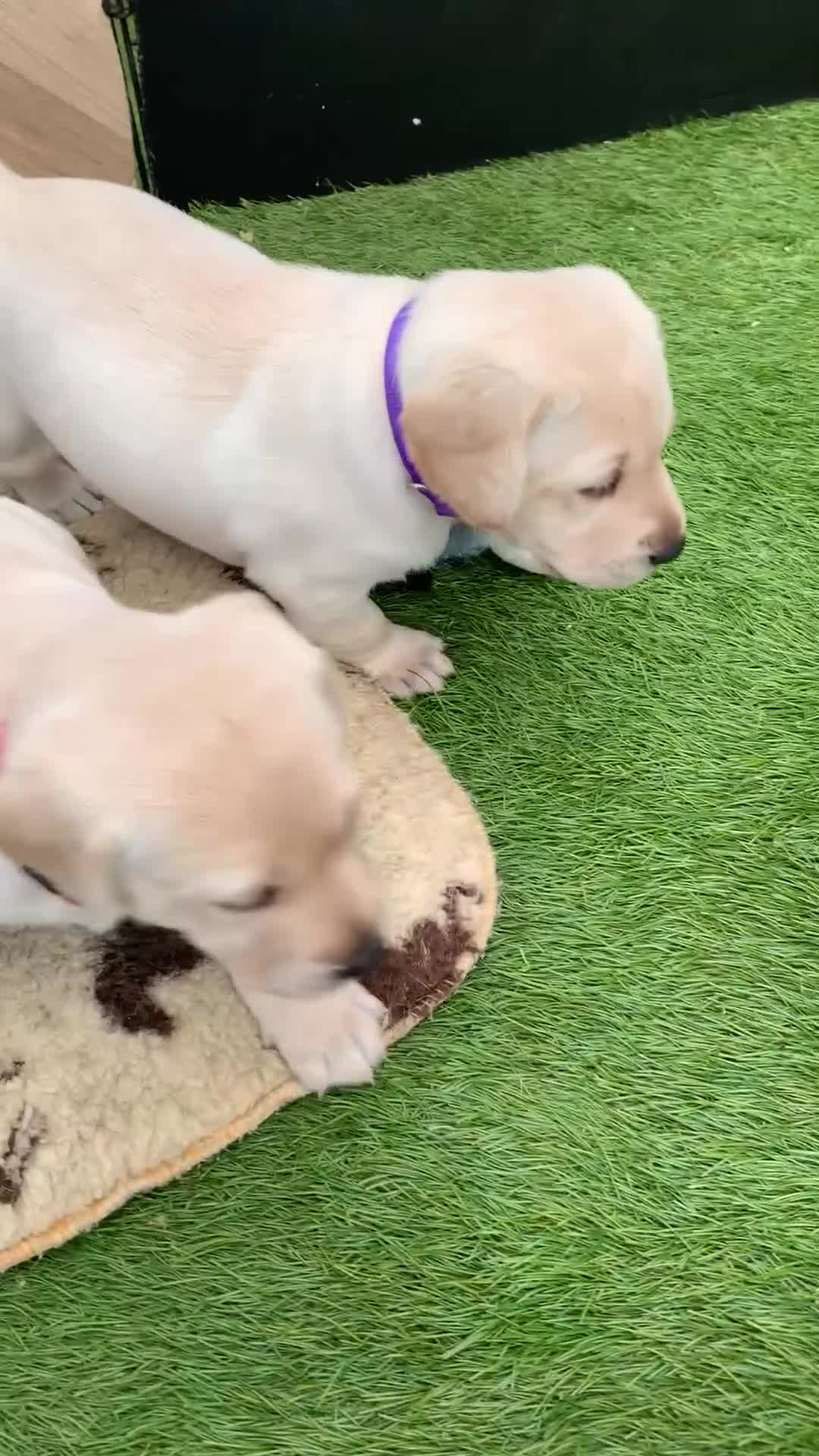 Labrador Retriever dogs for sale: Labrador puppies for sale in Scunthorpe - Video 2