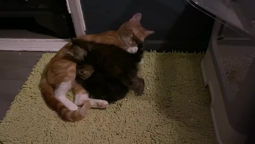 Mixed Breed cats for sale: Beautiful kittens for sale  in Birmingham - Video 1