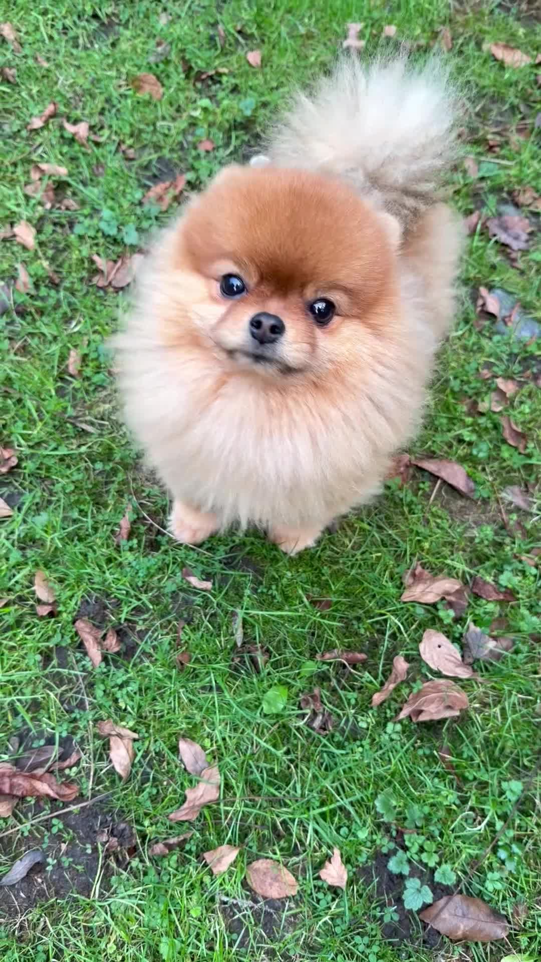 Pomeranian dogs for sale: 2 kg teddy bear boy looking for home🏡 - Video 1