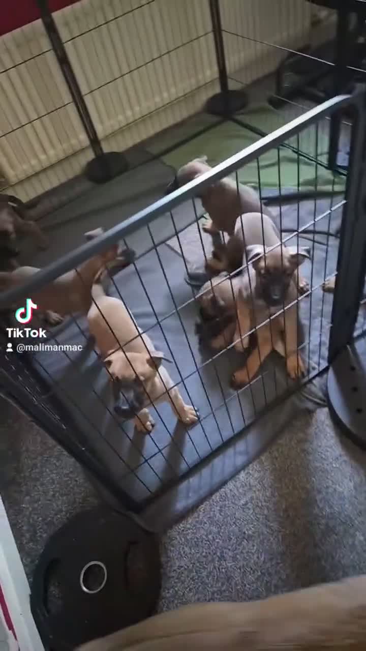 Belgian Shepherd Dog dogs for sale: 3 boys looking for forever homes - Video 1