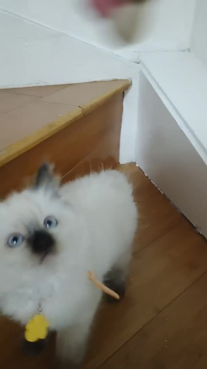 Ragdoll cats for sale: 8 beautiful Ragdoll cats - Video 4