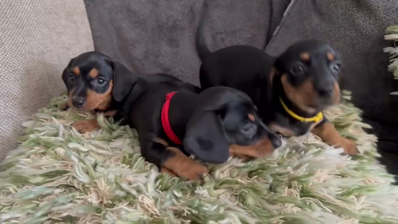 Miniature Dachshund dogs for sale: 3 miniature dachshund pups, female black and tan in Newport - Video 1