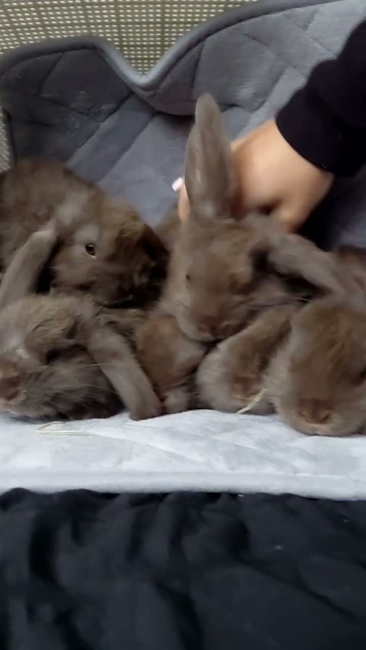 French Lop rabbits for sale: 7 chocolate French lop 5 girls 2 boys  - Video 1