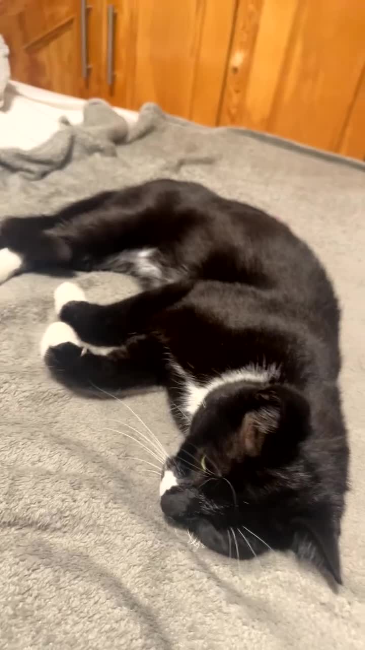 British Shorthair cats for sale: muffin - Video 1
