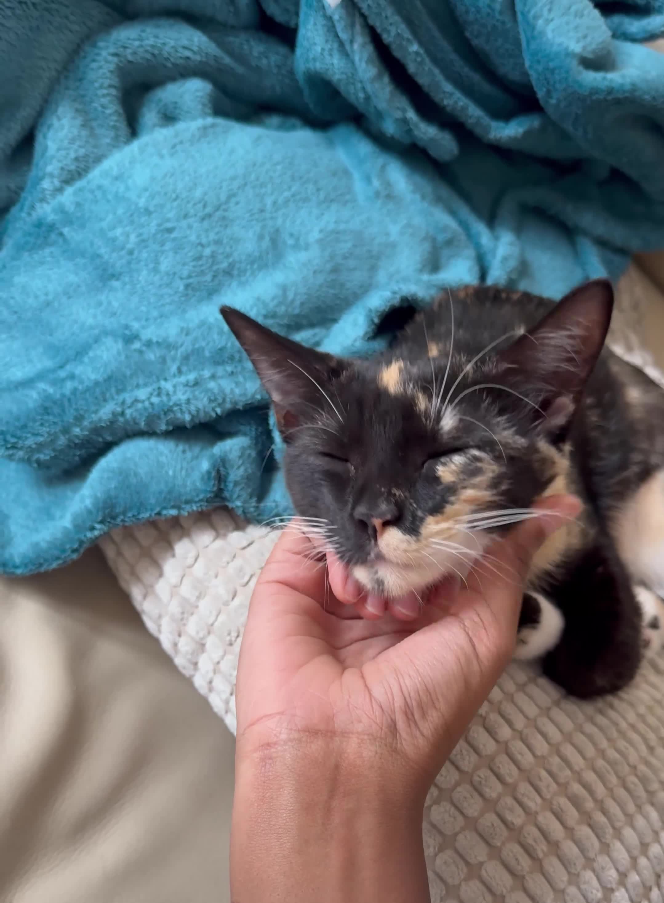 Mixed Breed cats for sale: URGENT | Meet Nova - Sensitive, Sweet and Curious  - Video 2