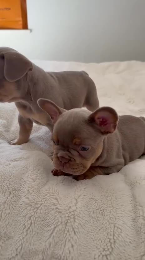 French Bulldog dogs for sale: French Bull Dogs / KC Registered / Visual Fluffy  - Video 2