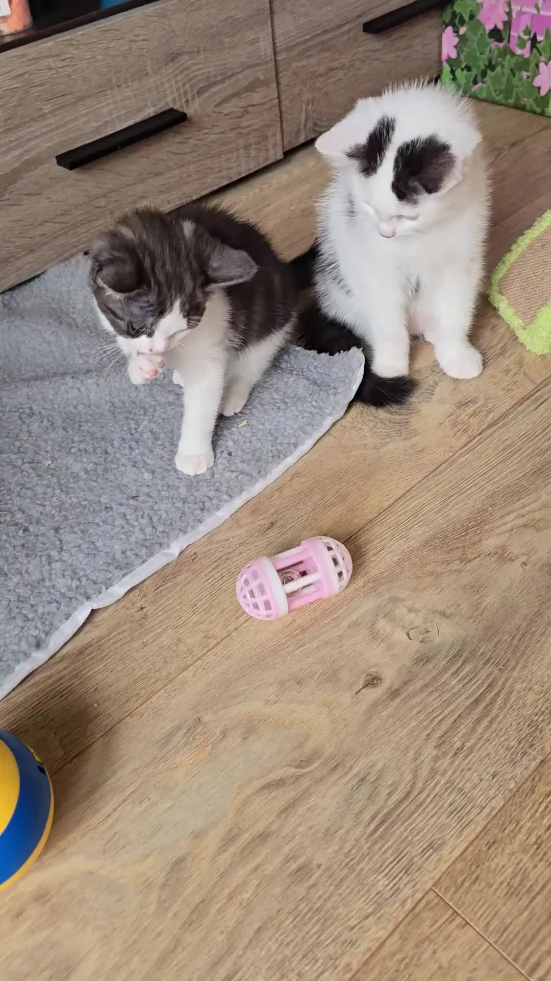 Mixed Breed cats for sale: British shorthair cross Kittens - Video 1