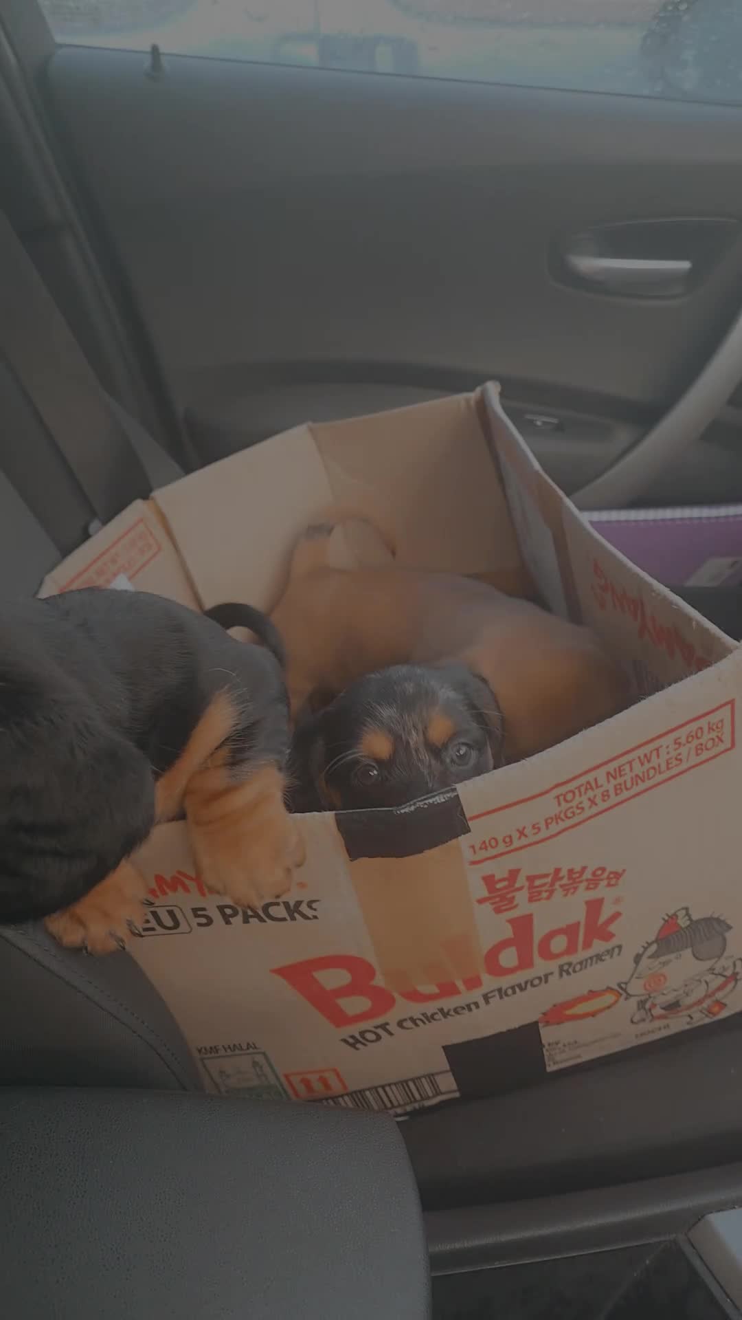 Mixed Breed dogs for sale: Daschund X Pug - Video 1