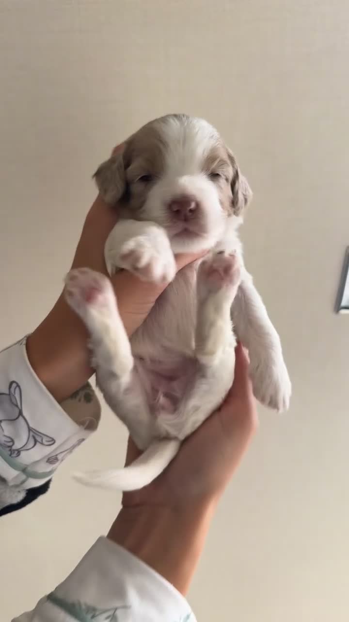 Sproodle dogs for sale: Rare Merle Sroodles  - Video 2