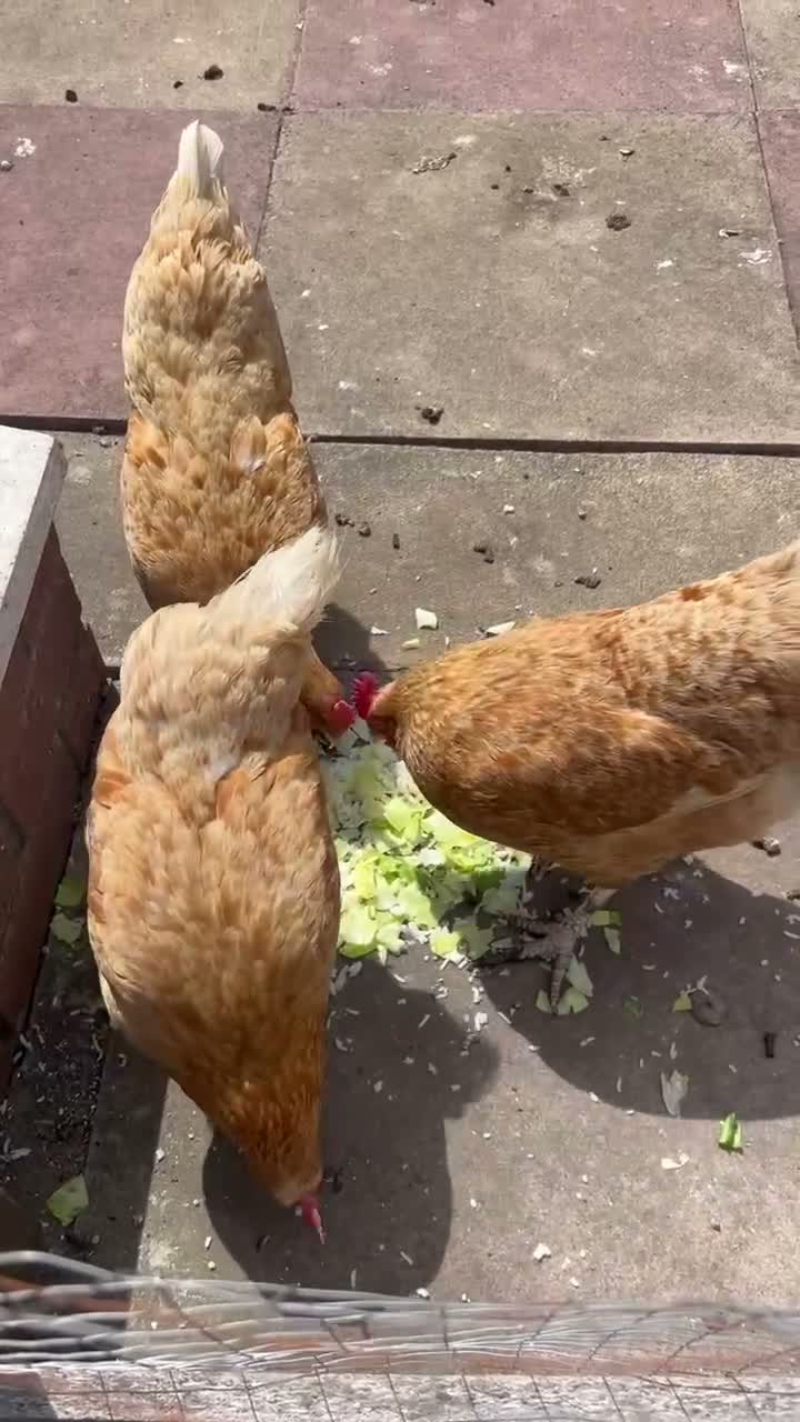 Chickens poultry for sale: Laying hens for sale  in Oldbury - Video 1