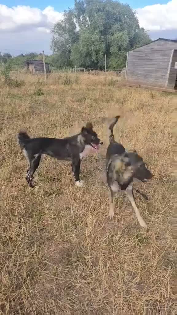 Mixed Breed dogs for adoption: Roxy seeks foster or adoptive home  - Video 2