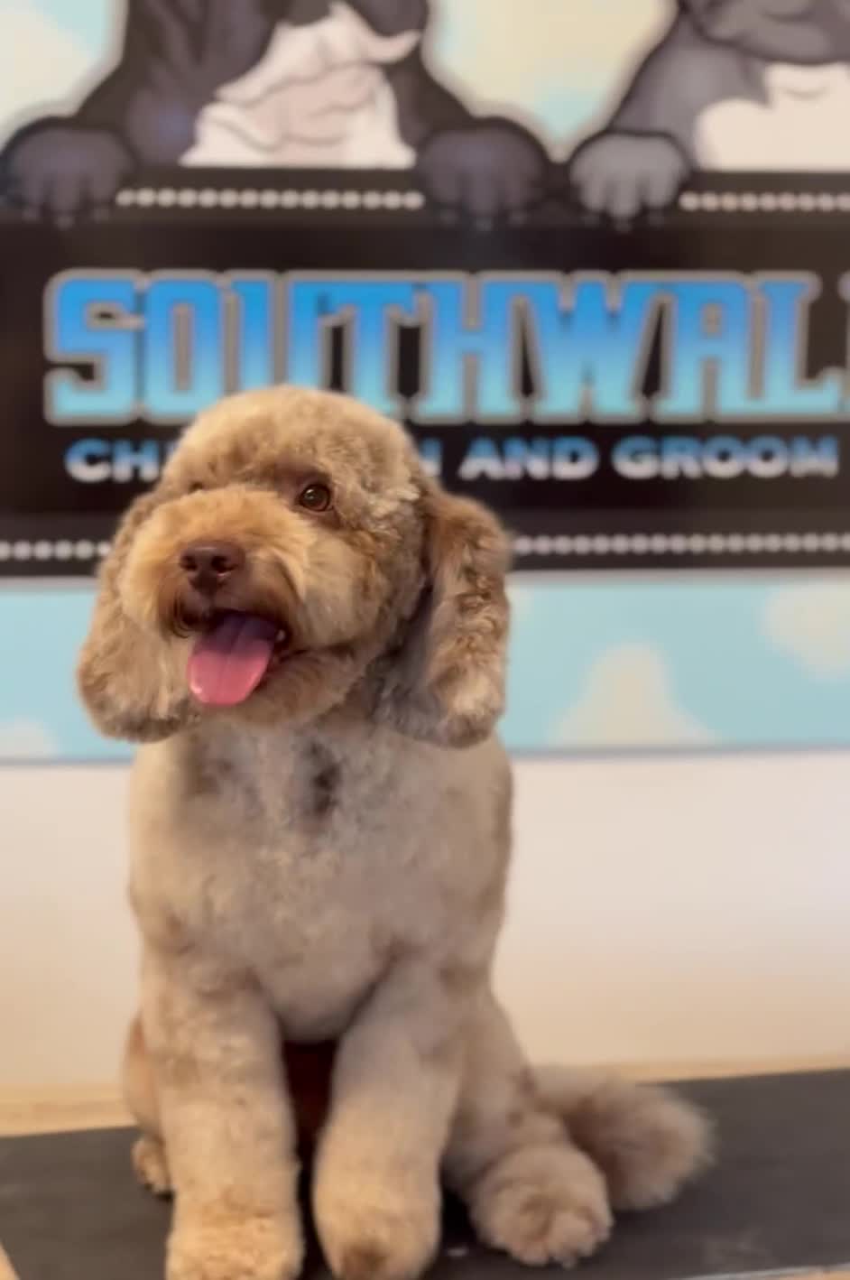 Cockapoo dogs for stud: Wreck it Ralph🍫 F1B - Video 3