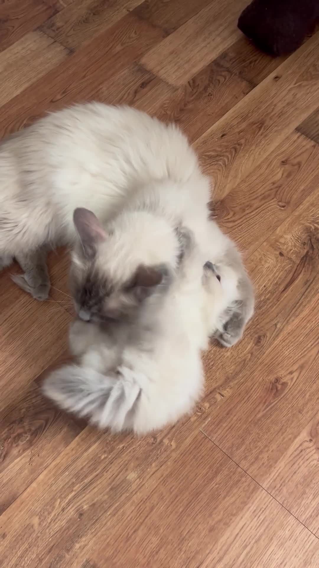 Ragdoll cats for sale: Pure ragdoll kittens - Video 1