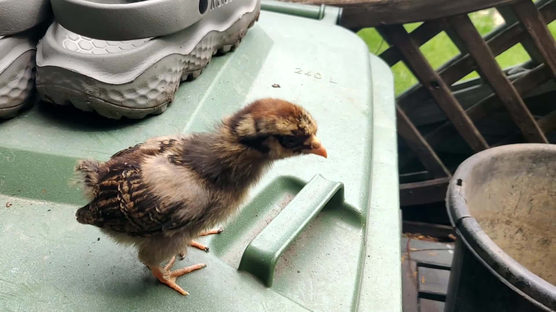 Chickens poultry for sale: Newborn baby chicks for sale in London  - Video 1