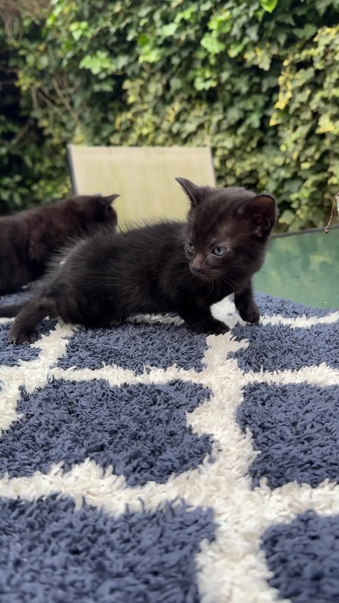 Bombay cats for sale: Bombay Cat - Video 2