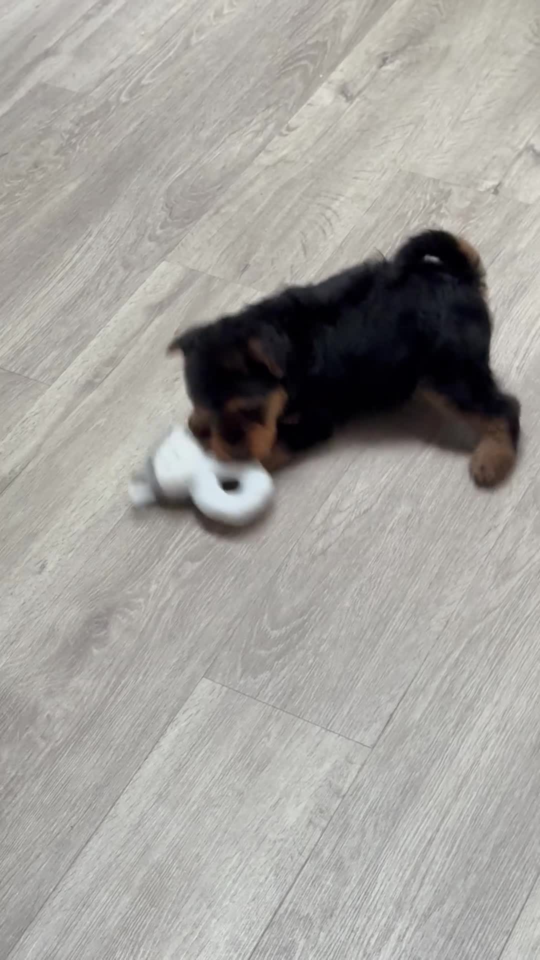 Welsh Terrier dogs for sale: Stunning puppies  - Video 5