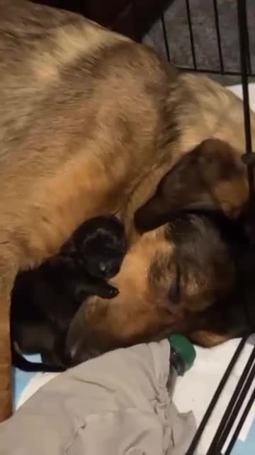 Mixed Breed dogs for sale: Belgian Malinois / Turkish Kangal / Cane Corso - Video 3