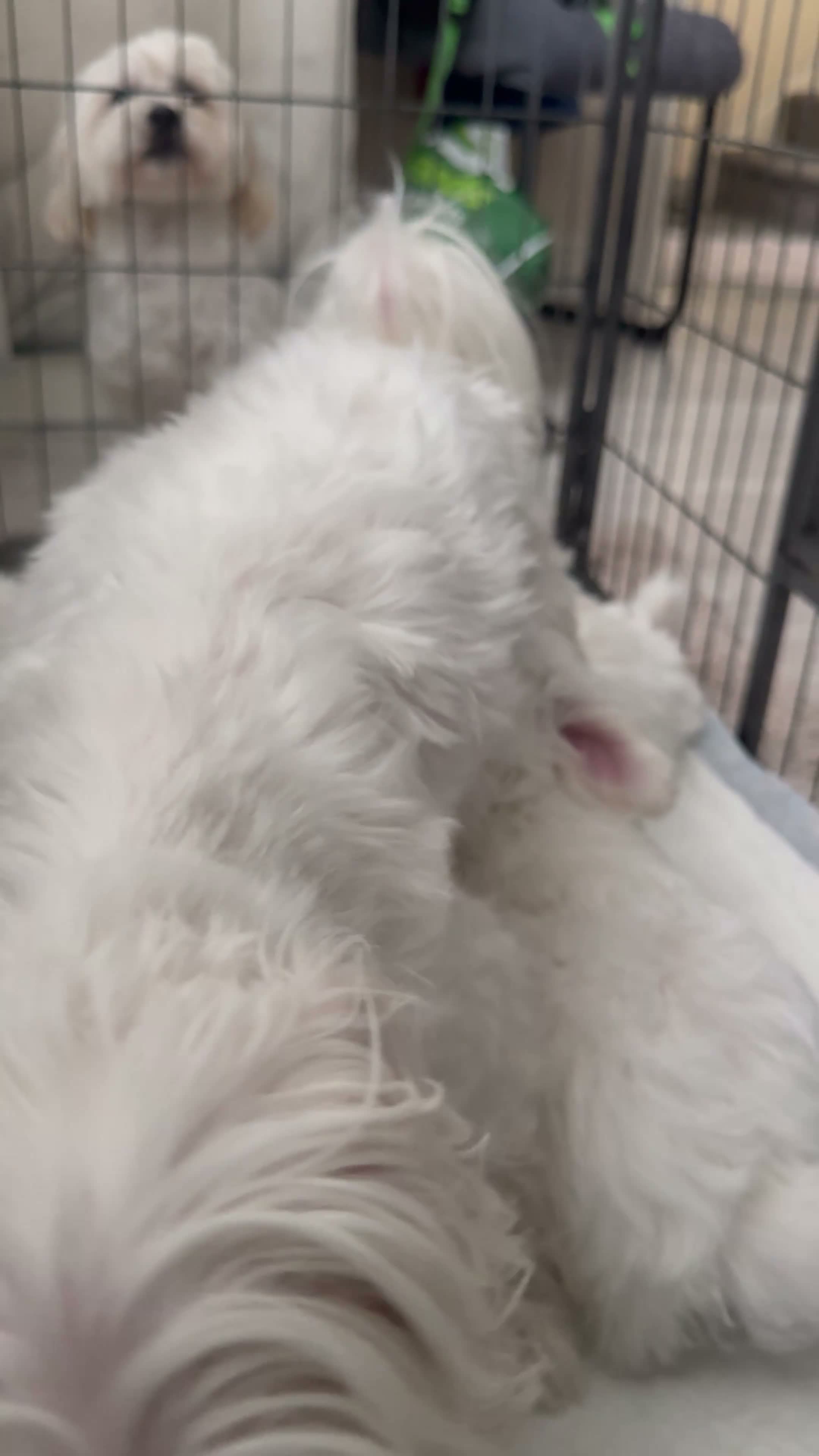 Maltese dogs for sale: Maltese puppy’s  - Video 2