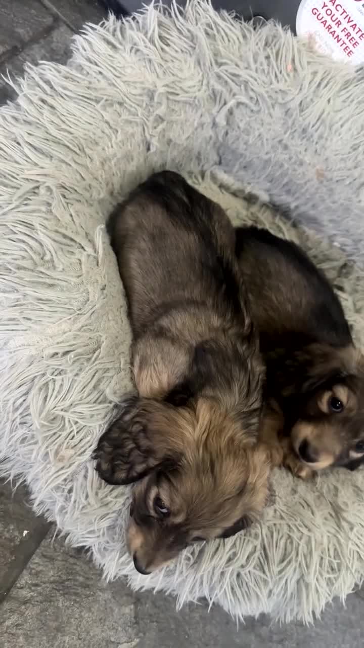 Miniature Dachshund dogs for sale: Shaded cream miniature dachshunds  - Video 2