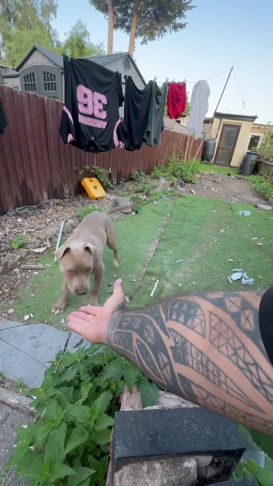 American Bully dogs for sale: American bully  - Video 1