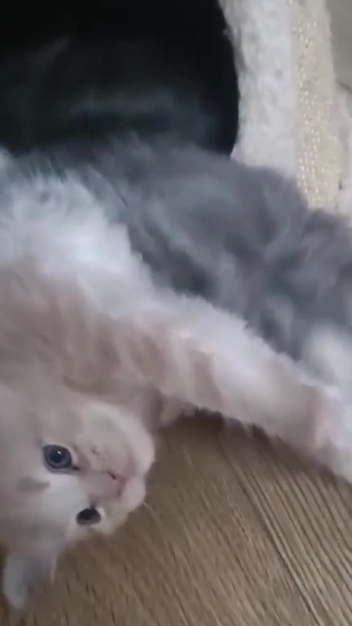 Maine Coon cats for sale: European line Mainecoon boy available.  - Video 1