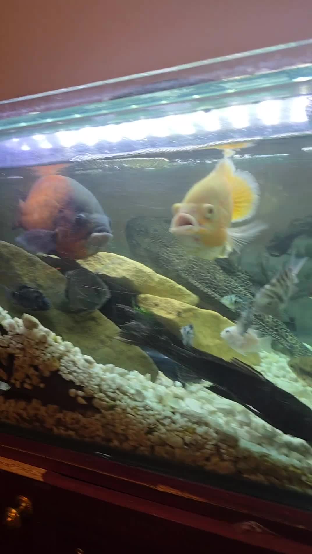 Cichlids fish for sale: Whole setup for sale  - Video 2