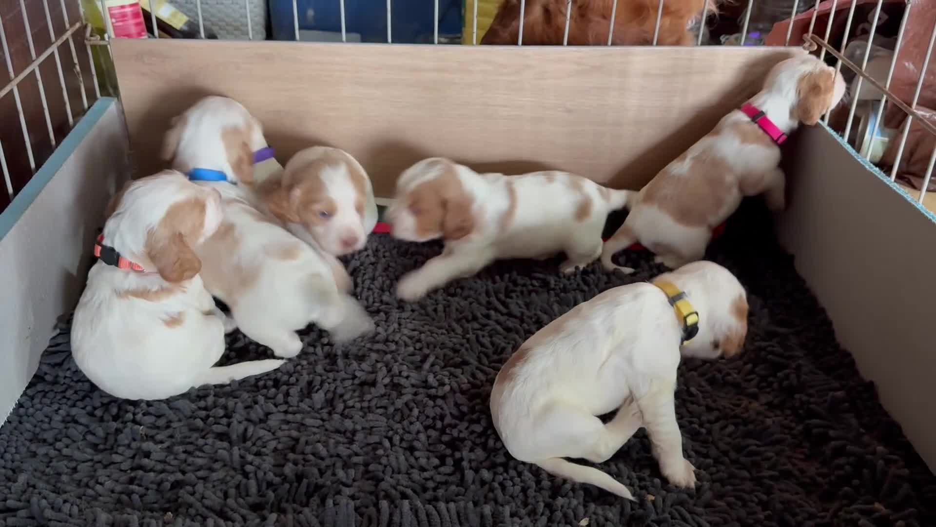 Cocker Spaniel dogs for sale: Working cocker spaniels  - Video 2