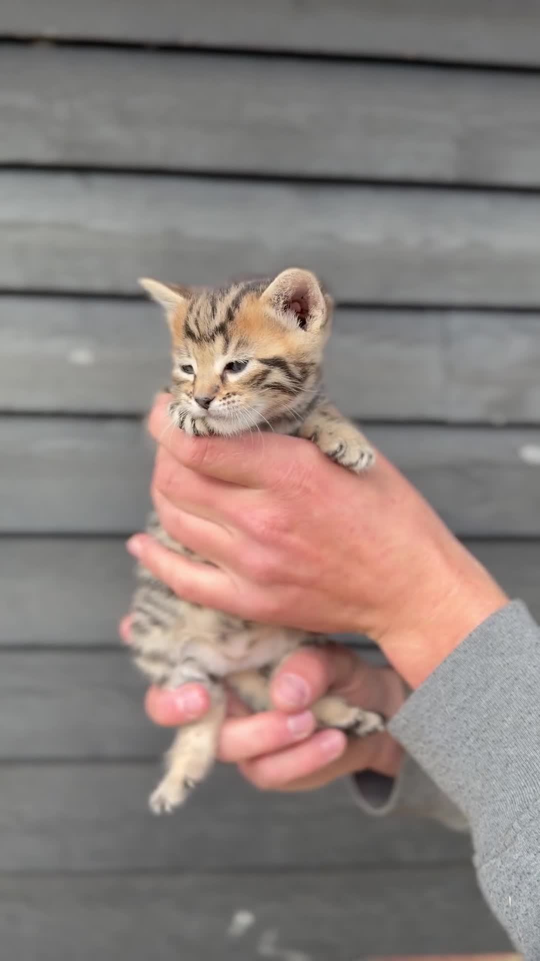Bengal cats for sale: Beautiful Bengals Babies  - Video 4