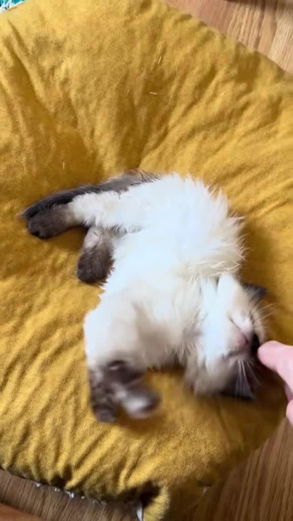 Ragdoll cats for sale: 🏆 champion bloodline pedigree pure ragdoll kitten - Video 1