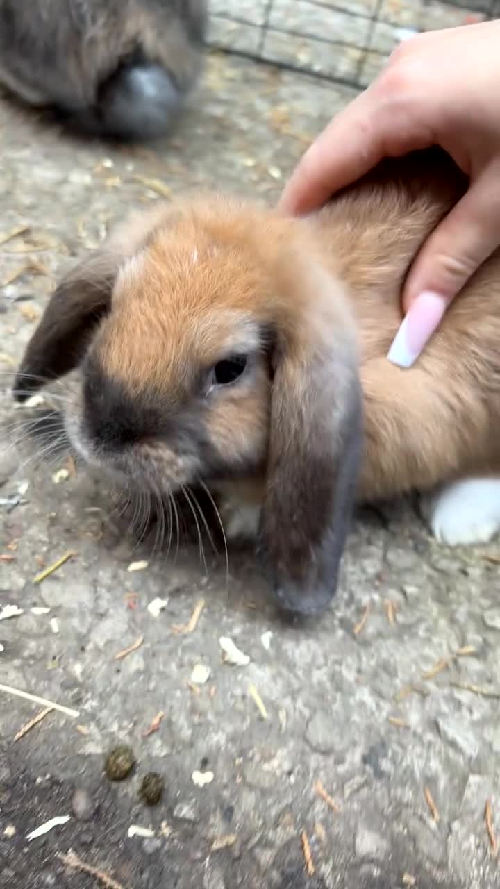 English Lop rabbits for sale: READY TO LEAVE   - Video 1