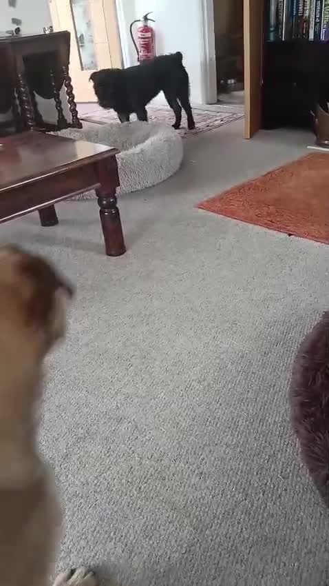 Mixed Breed dogs for sale: 2 loving young active dogs brother and sister  - Video 2