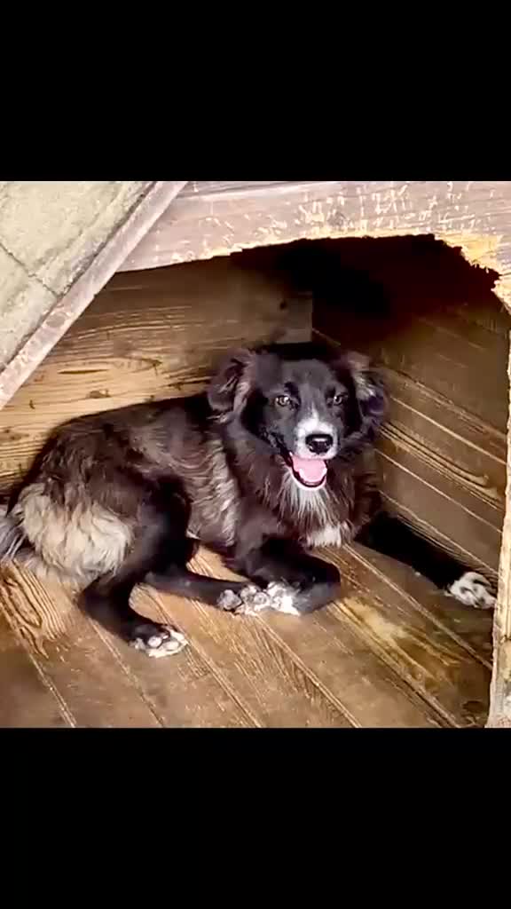 Mixed Breed dogs for adoption: Yo-Na, 2 yrs approx. Available for adoption. in Brixham - Video 1