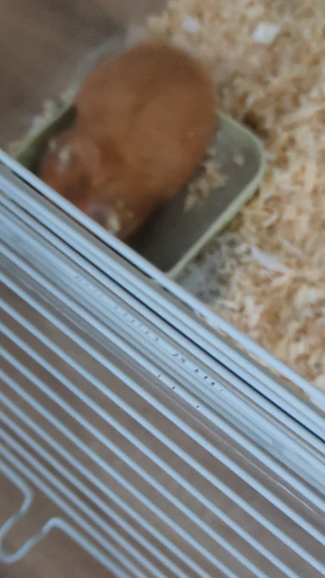 Hamster rodents for sale: Syrian hamster looking for loving new home. - Video 1